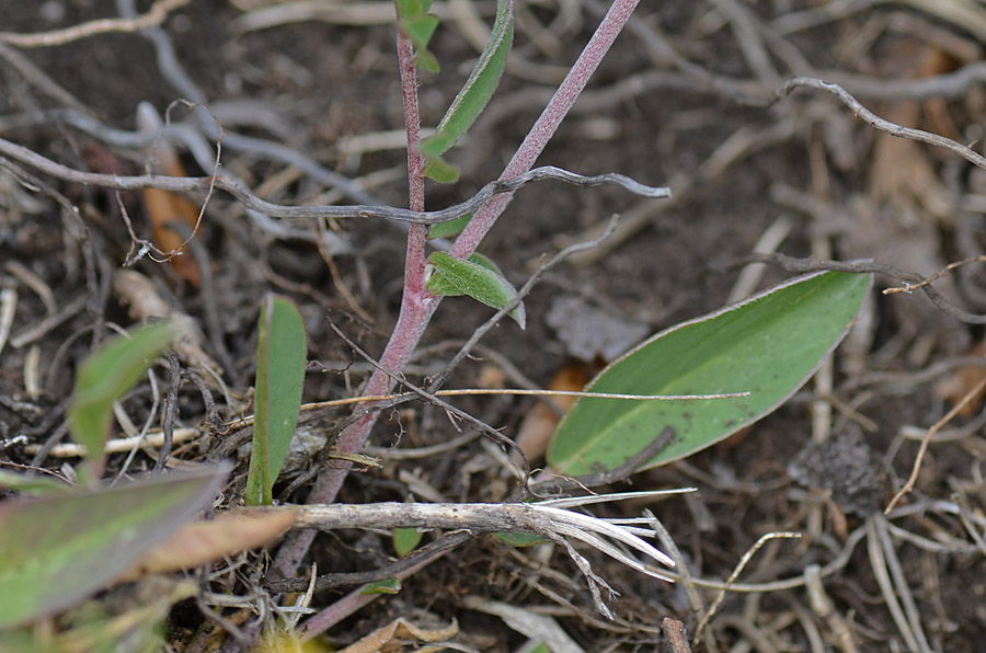 Anthyllis vulneraria / Vulneraria comune